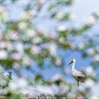 Finde den Storch