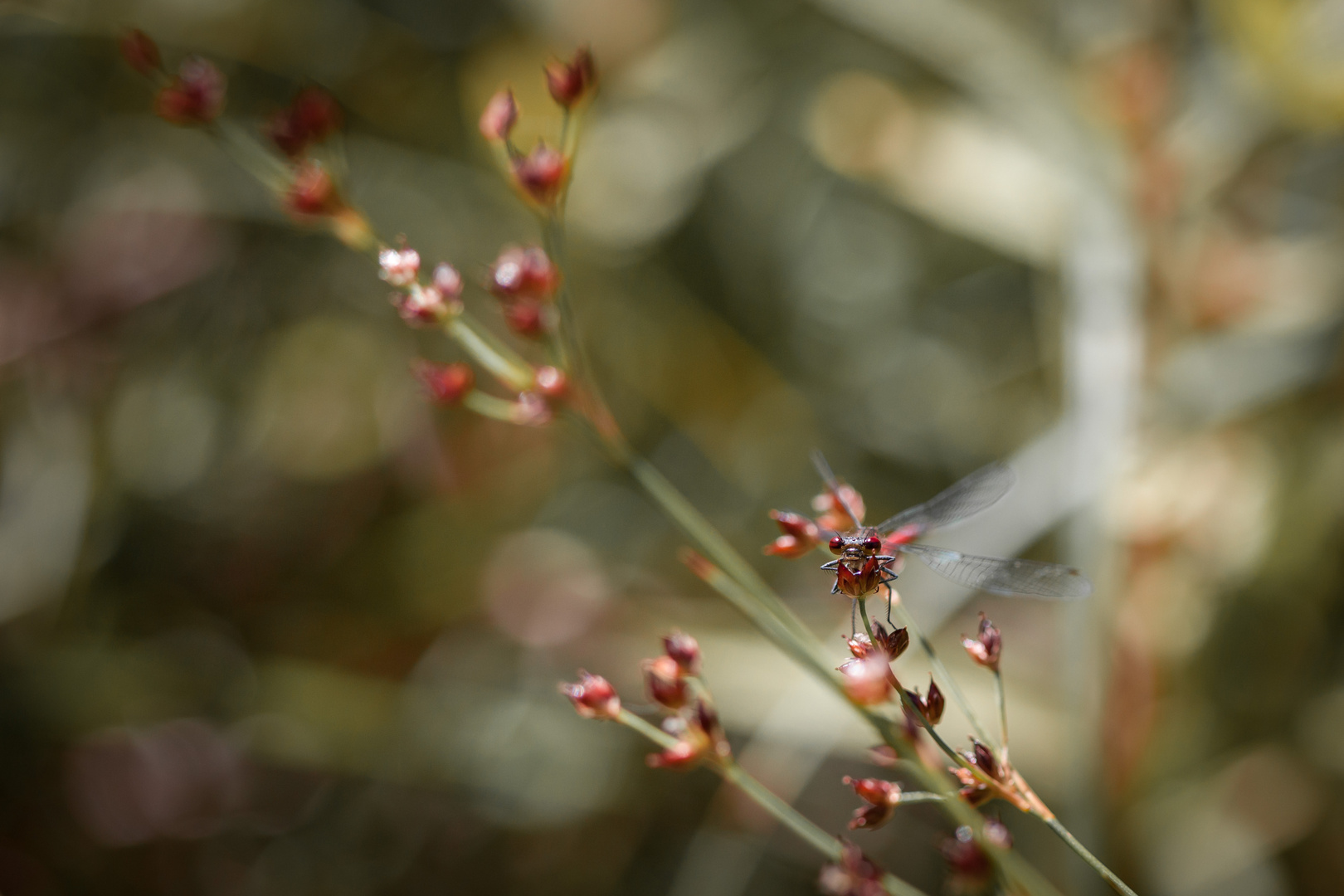 Finde die lesende Libelle ;-)