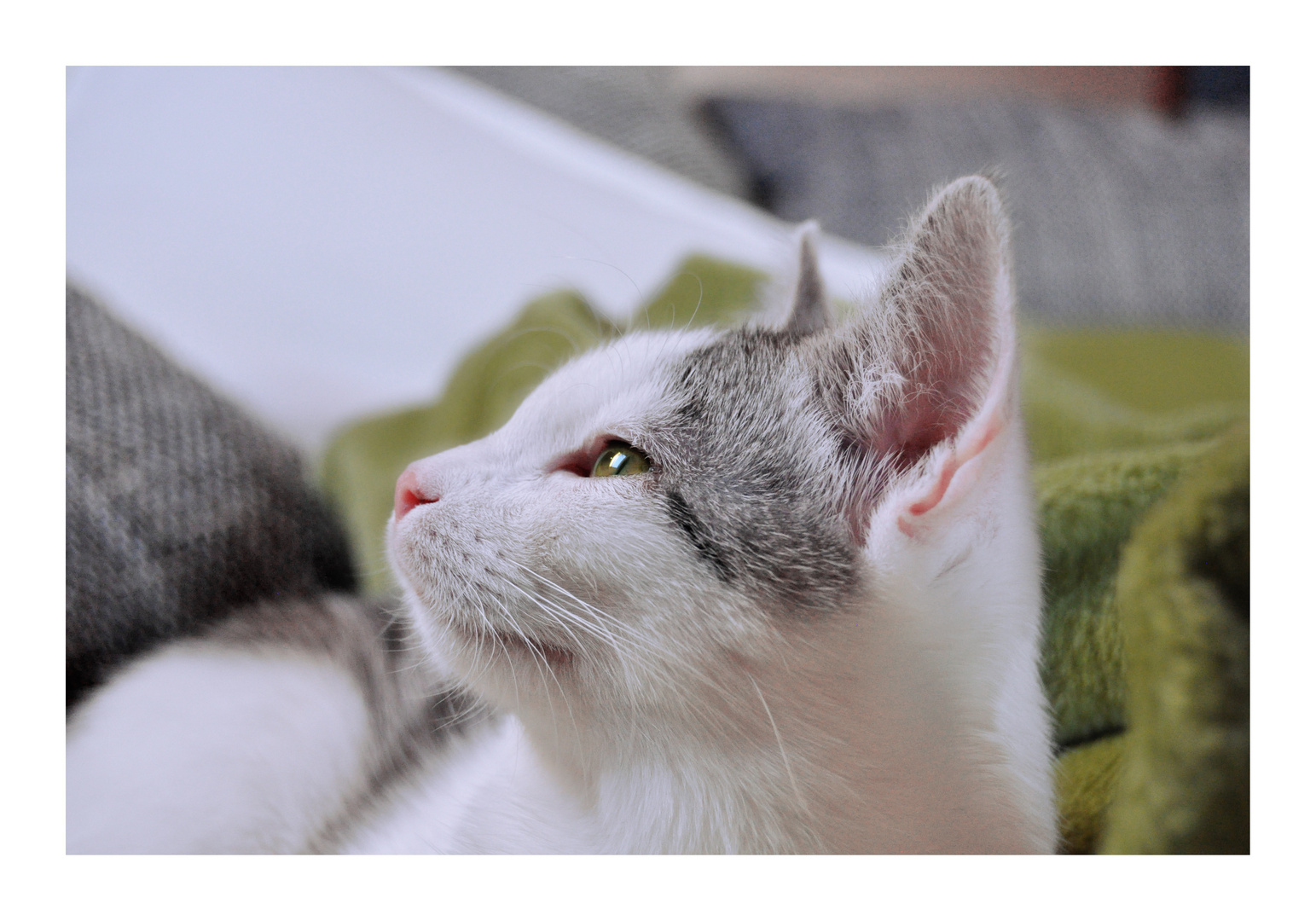 Findelkatze Tapsi Foto Bild Tiere Haustiere Katzen Bilder Auf Fotocommunity