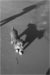 "Findelkind" am Strand von Acharavi