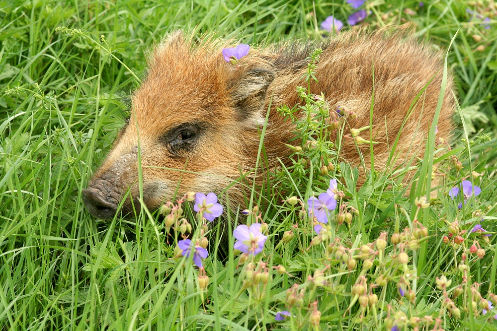 Findelwildschweinchen