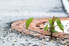 ...findet ihren Weg