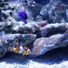 Findet Nemo