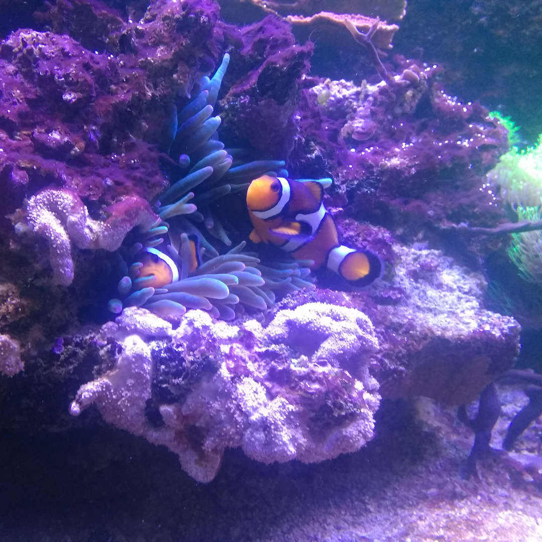 Findet Nemo 