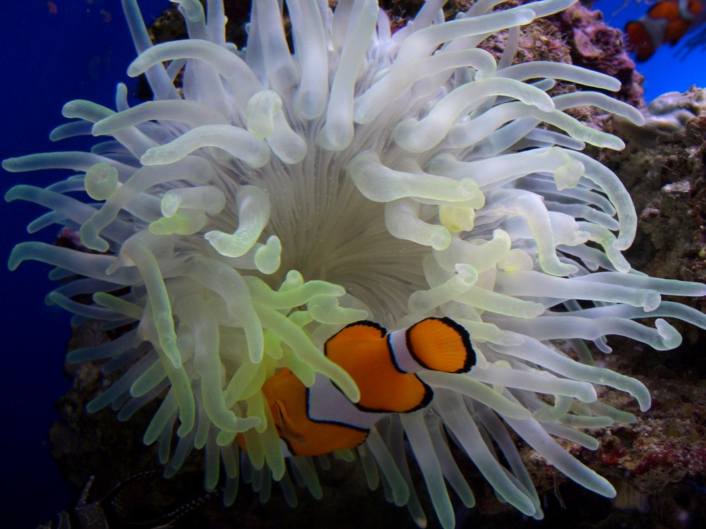 Findet Nemo:))