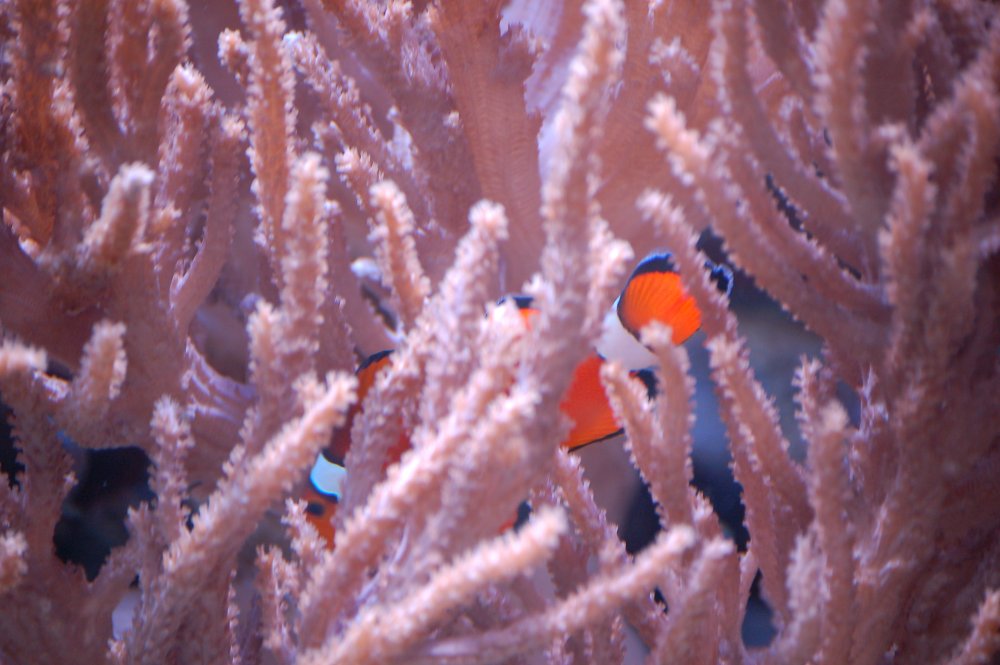 Findet Nemo...