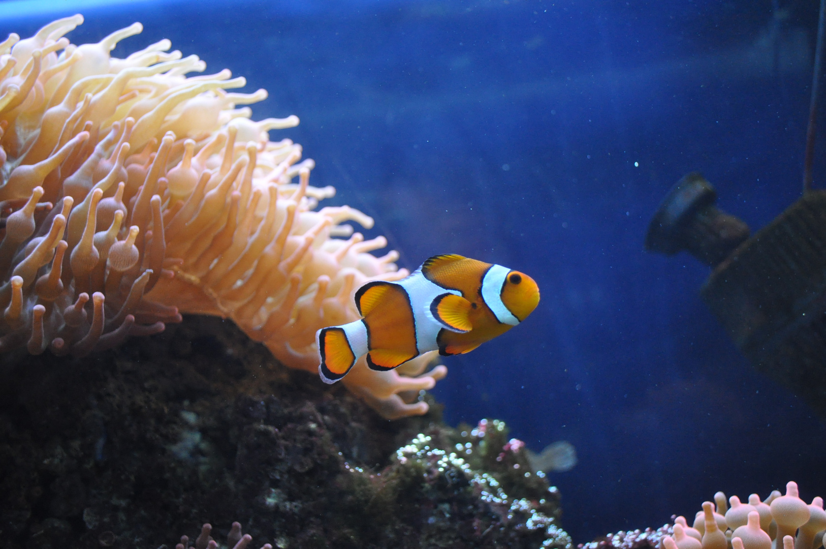 Findet Nemo! :)