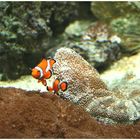 Findet Nemo