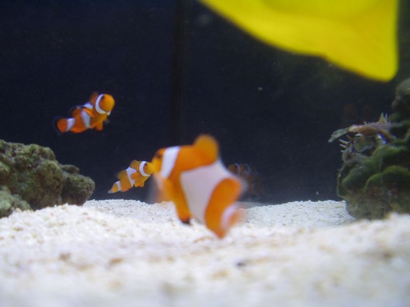 Findet Nemo