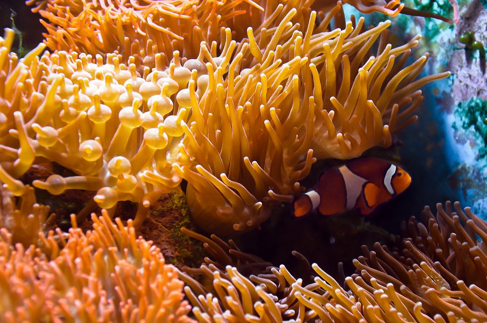 Findet Nemo Foto & Bild tiere, zoo, wildpark & falknerei, zooquallen