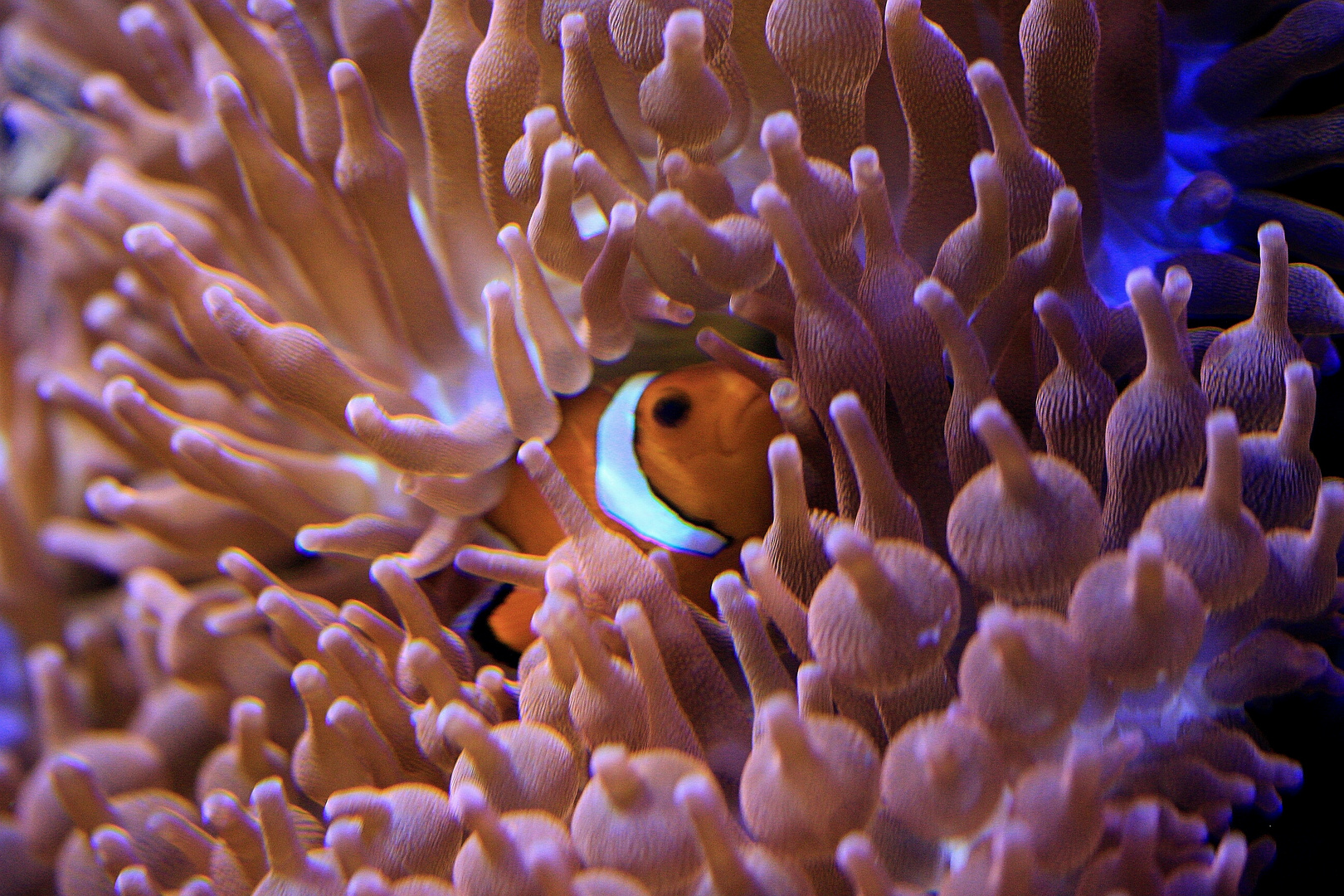 Findet Nemo. 