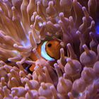 Findet Nemo. 