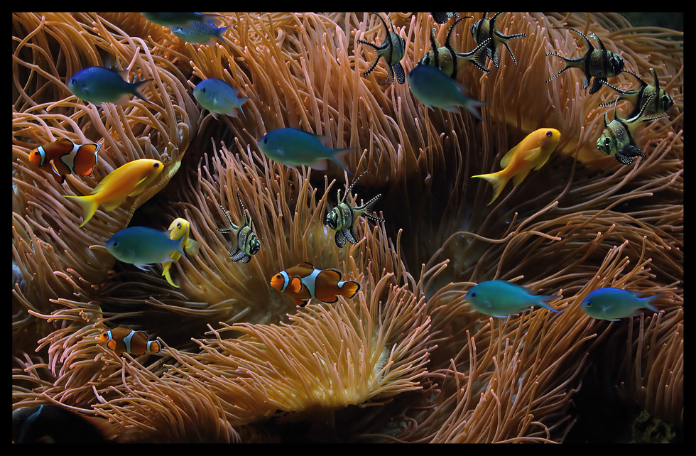 " Findet Nemo ! "