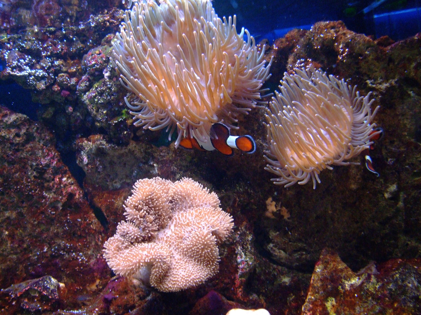 Findet Nemo