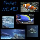 Findet Nemo