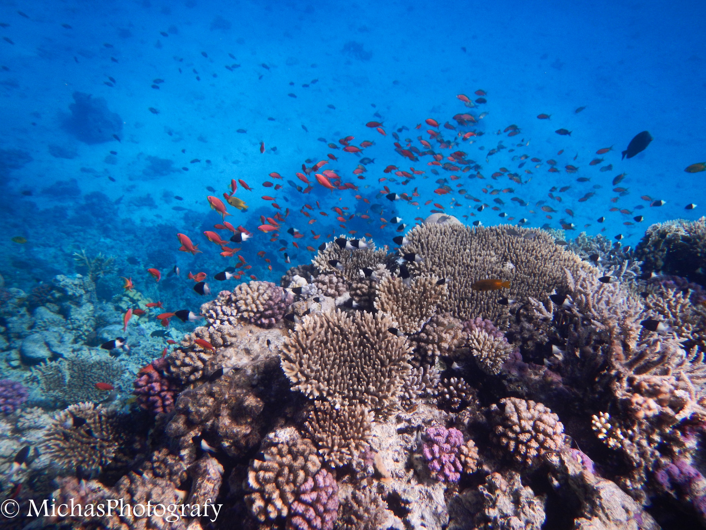 Findet Nemo im Roten Meer - Teil 1