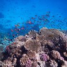 Findet Nemo im Roten Meer - Teil 1