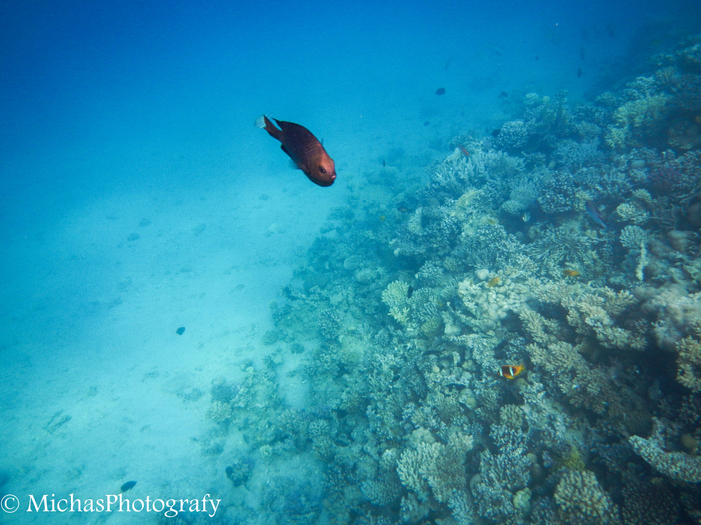 Findet Nemo im Roten Meer - Teil 2