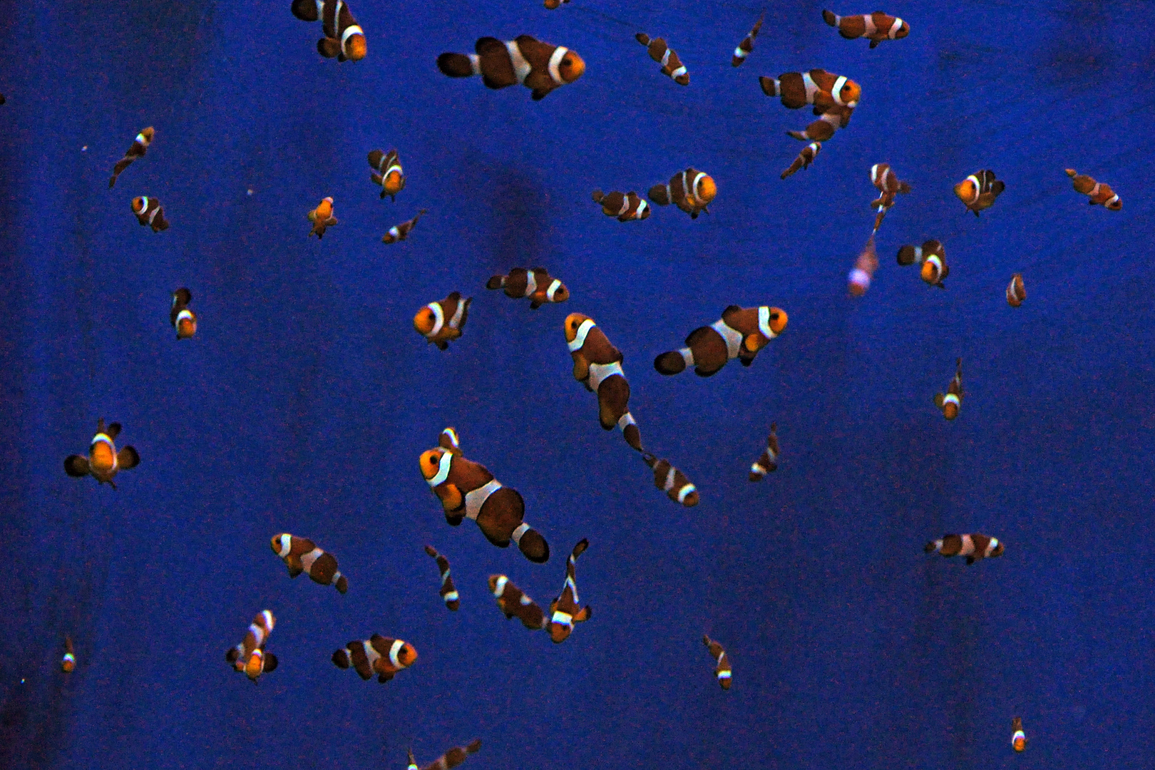 "Findet Nemo" in einer anderen Dimension