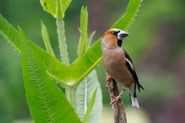 Findiger Wassersucher