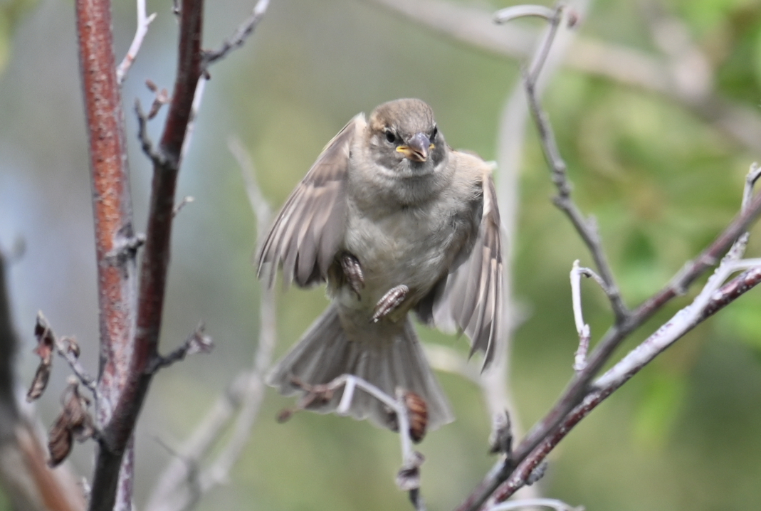 finding a perch 