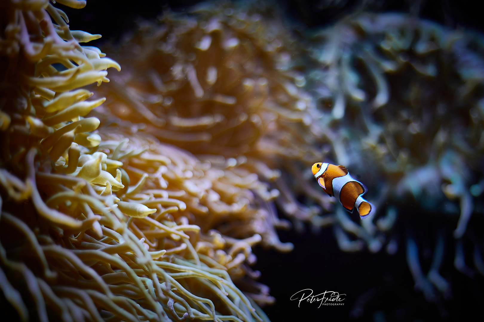 Finding Nemo