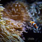 Finding Nemo