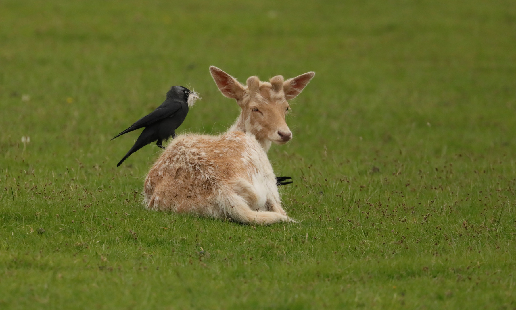 Finding Nesting Material