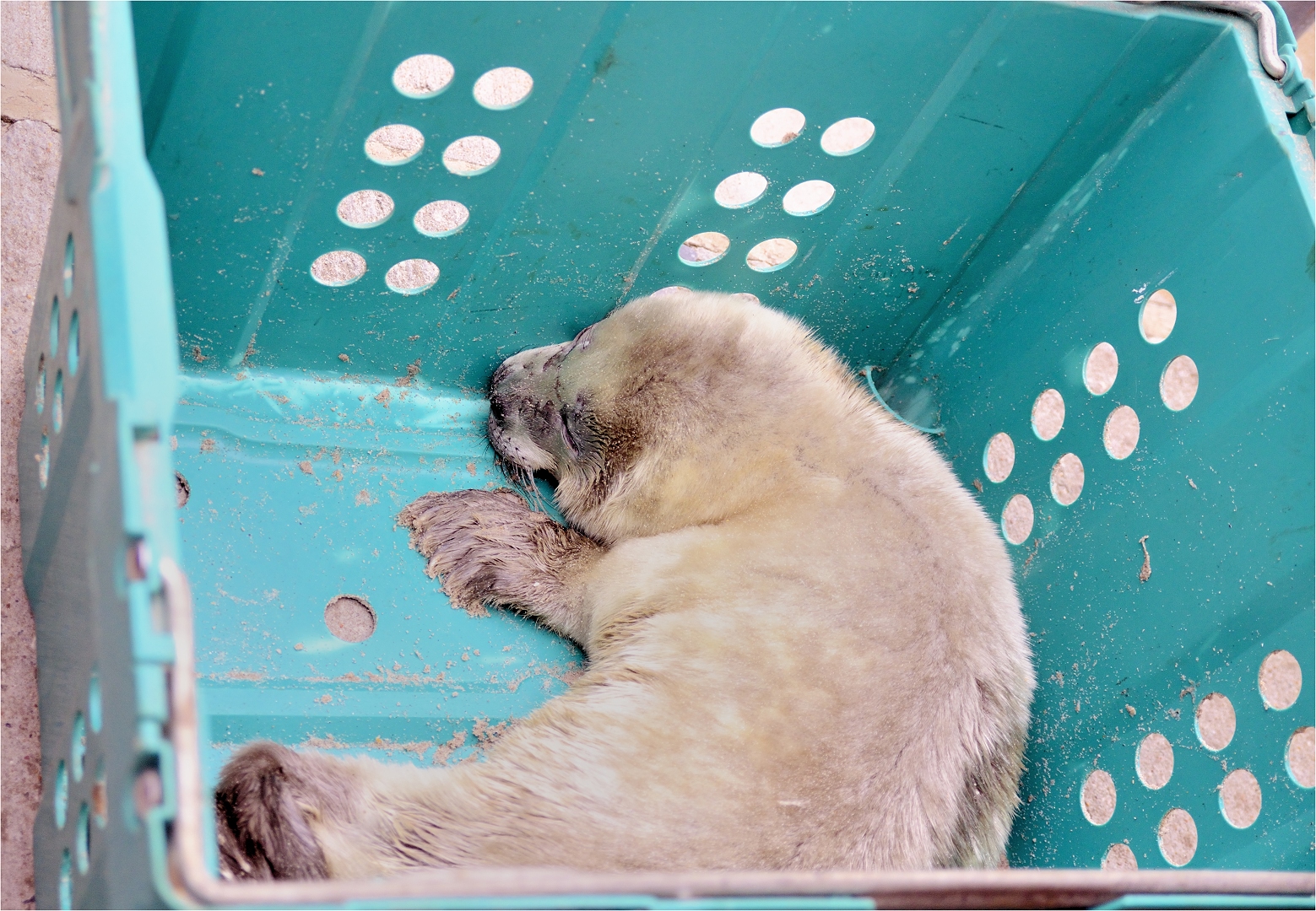 findling Foto & Bild tiere, wildlife, dokumentation Bilder auf