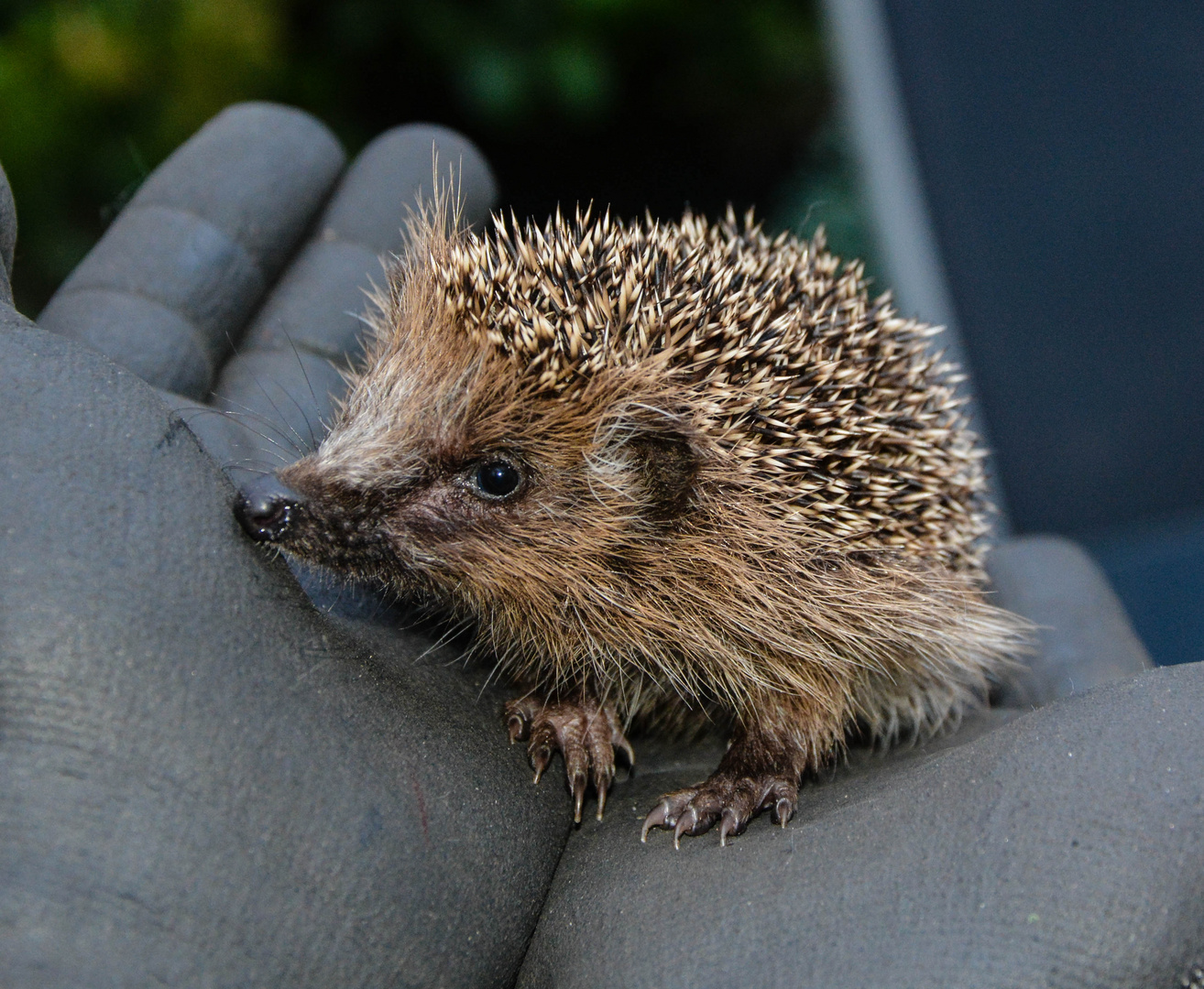 Findling Foto & Bild tiere, tierkinder, fotos Bilder auf