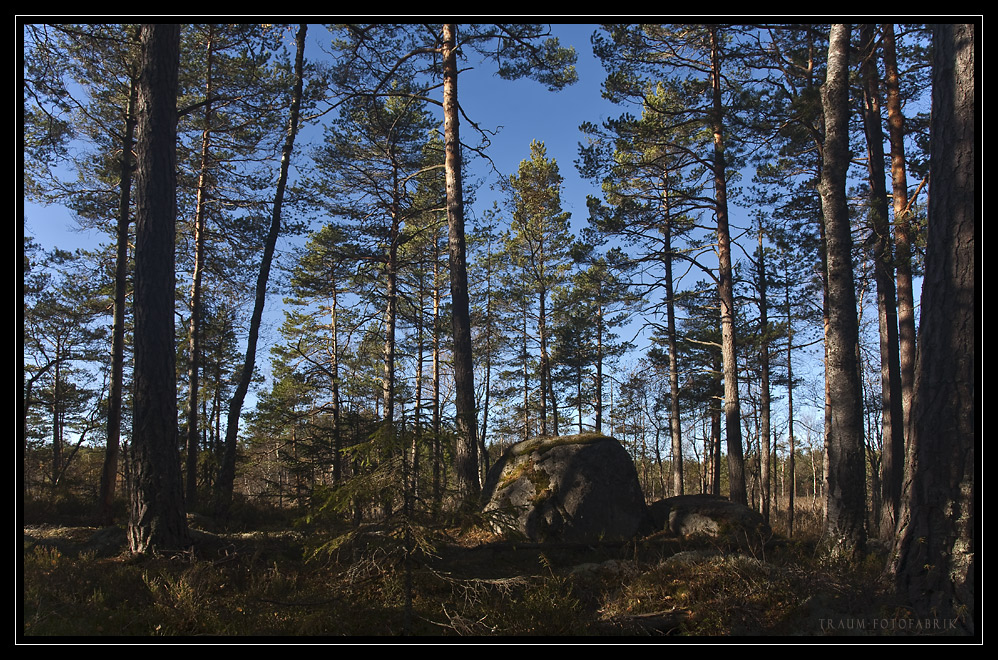 Findling im Sommerlicht