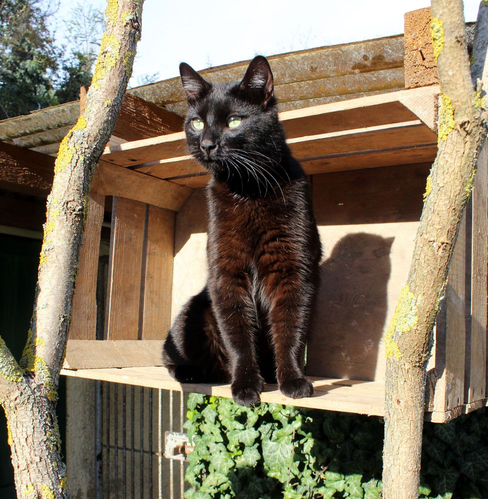 Findus auf seinem Beobachtungsposten im Garten