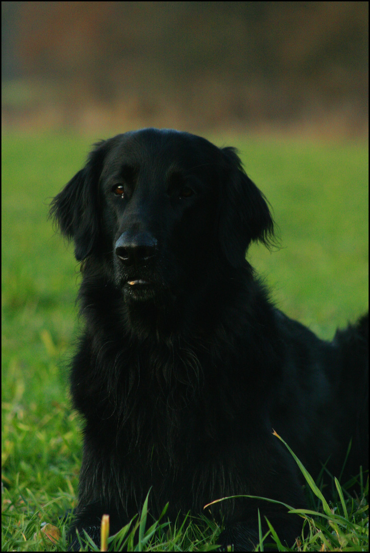 Findus, Flat Coated Retriever