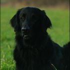 Findus, Flat Coated Retriever