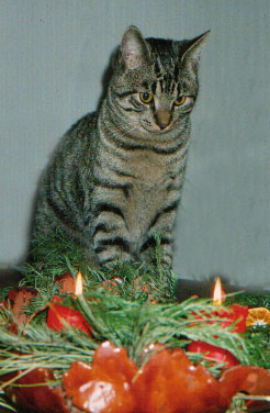 Findus im Advent