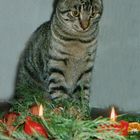 Findus im Advent