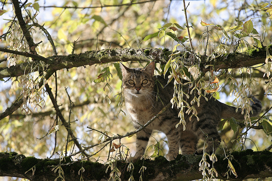 Findus im Baum