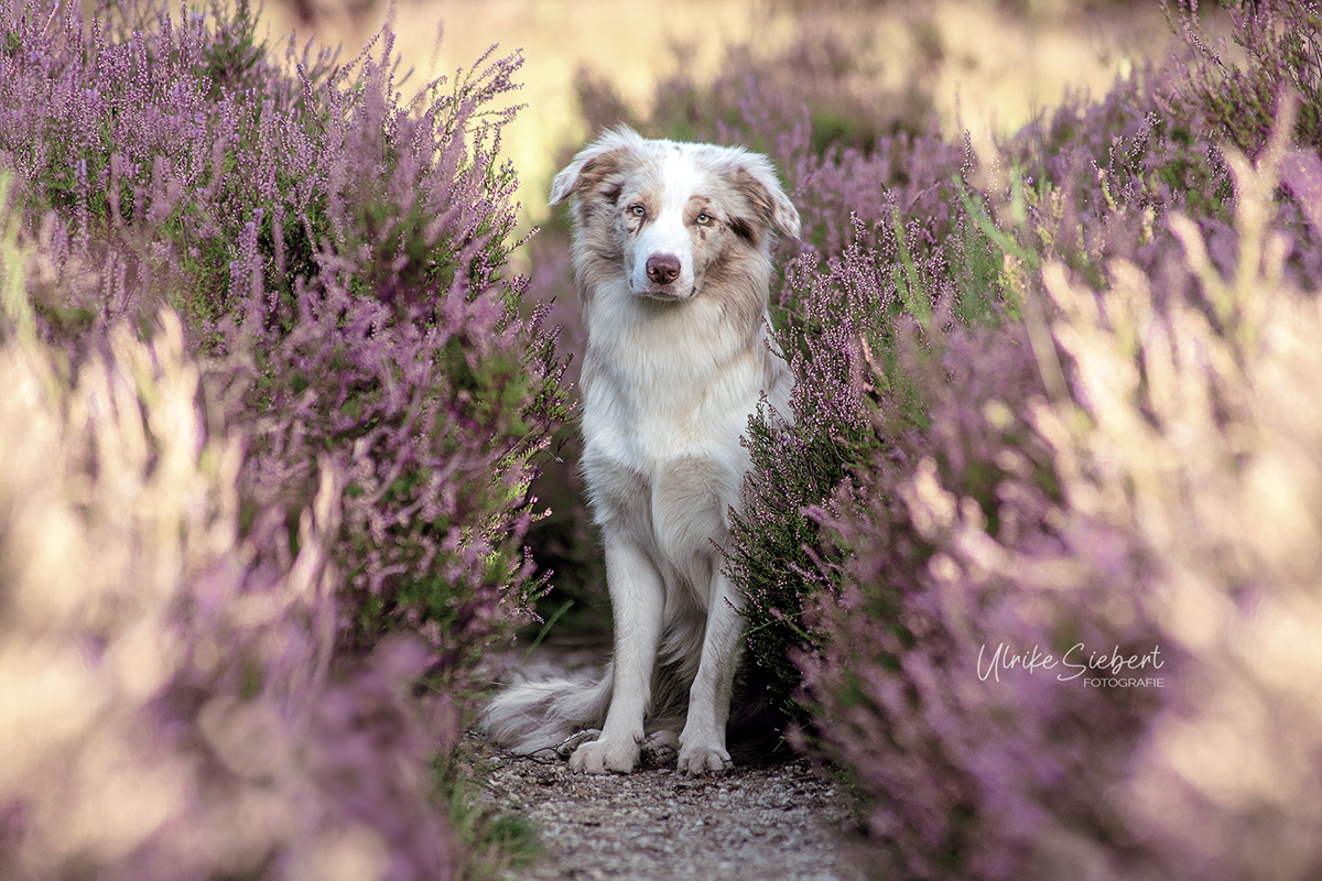 Findus in der Heide