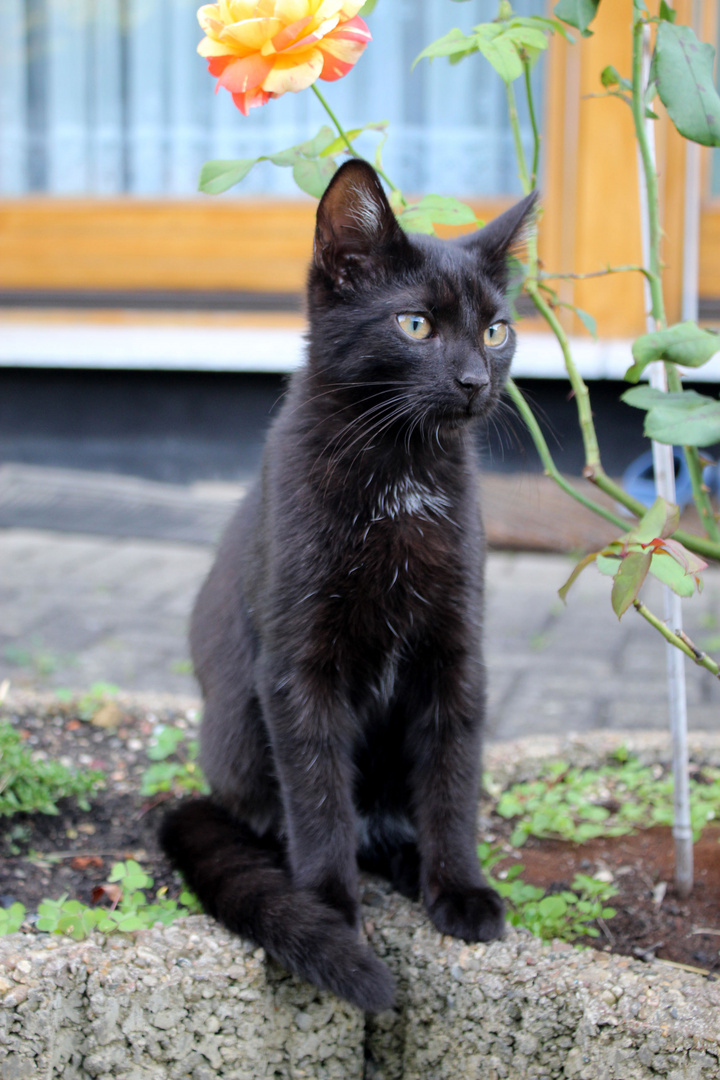 FINDUS unser neuer Hauskater