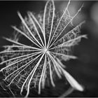 fine art in SW  --  Pappus