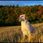 Fine beim Morgenspaziergang