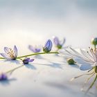 -fine fleur -