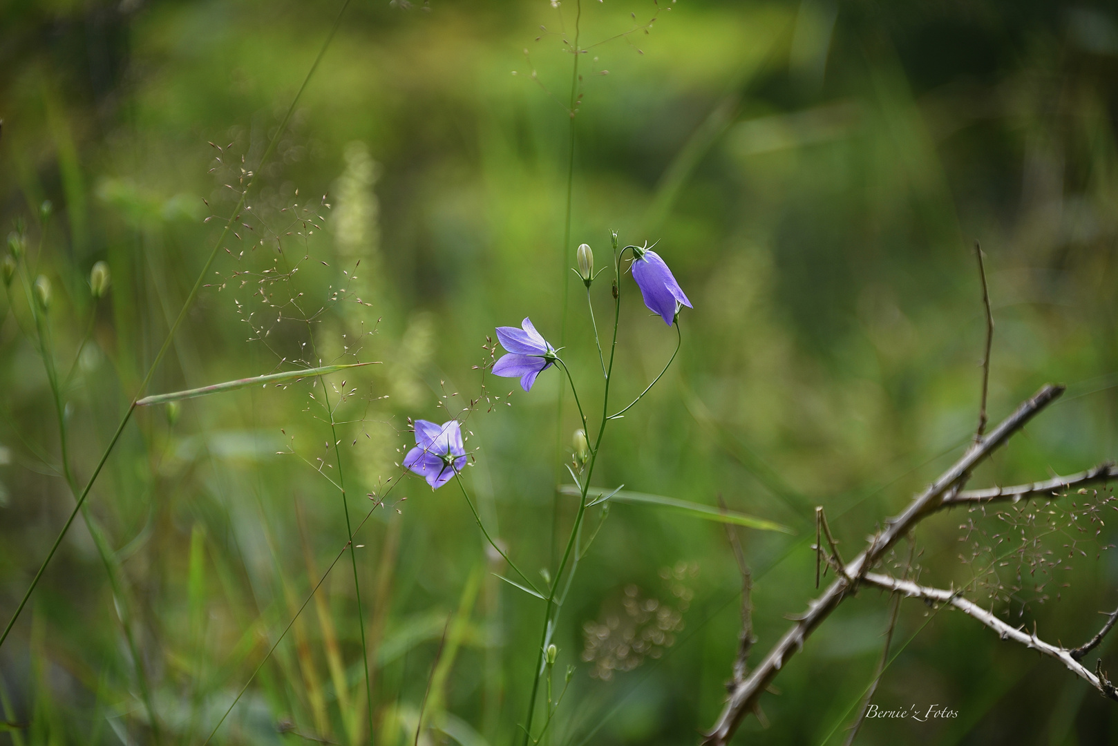 Fine fleur