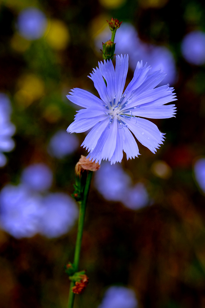 fine fleur bleue 