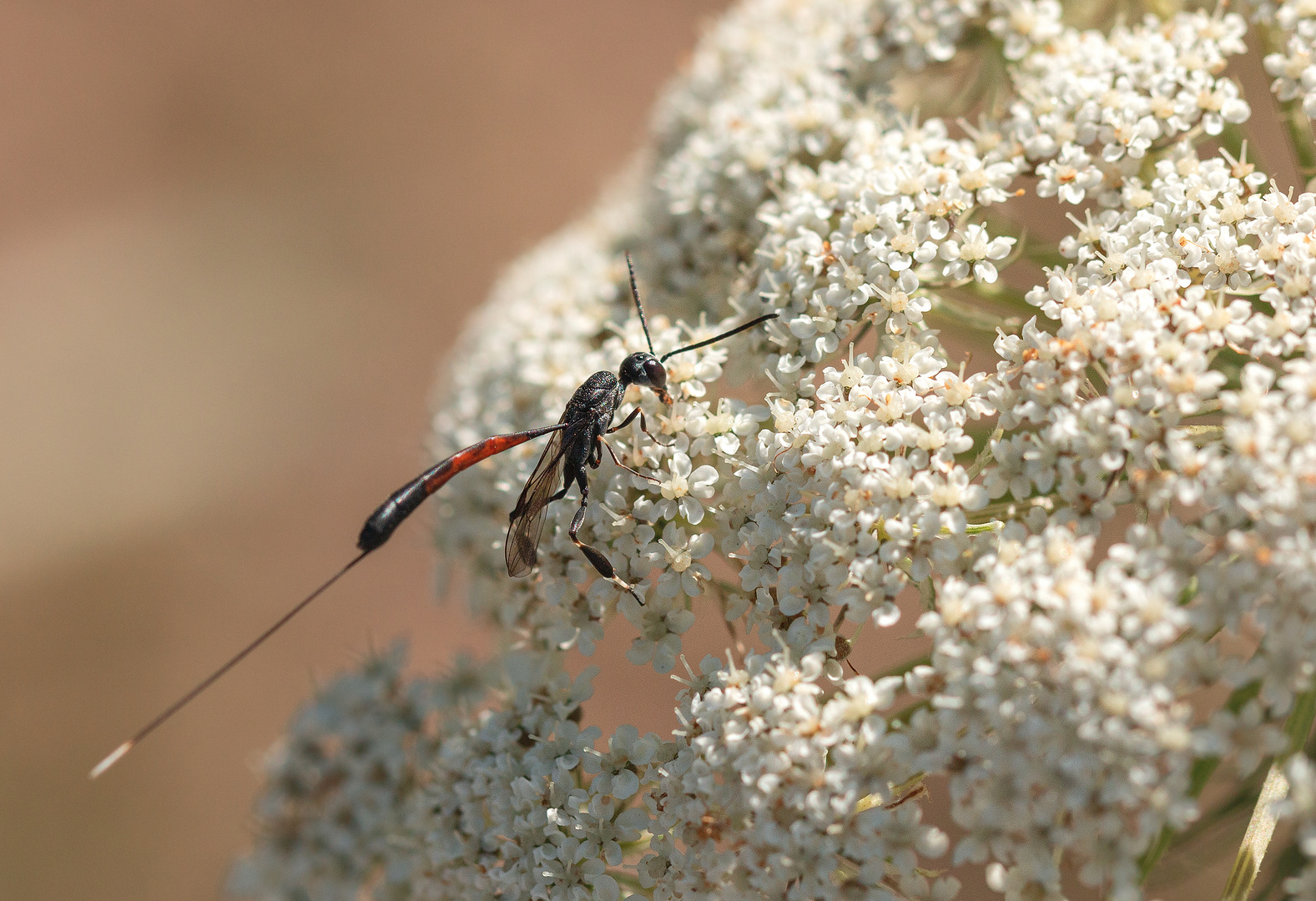 Fine ( Ichneumon ) 