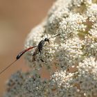 Fine ( Ichneumon ) 