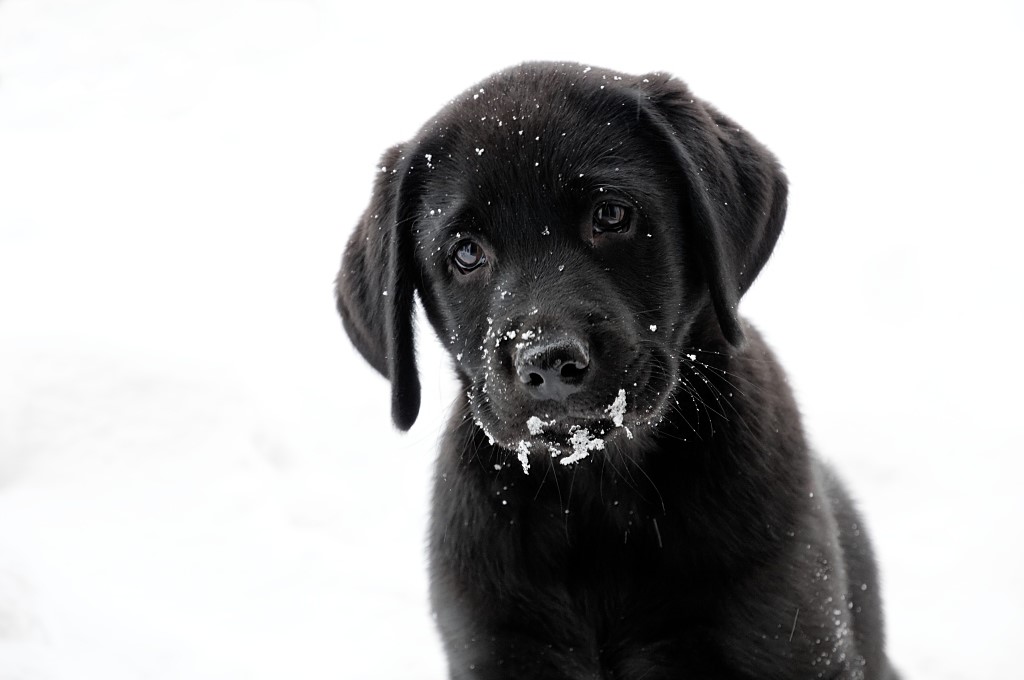 Fine liebt Schnee!