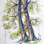 Fineliner-Aquarell_Baum Eggenberg plein air_ACTION Skizzenbuch_30x42