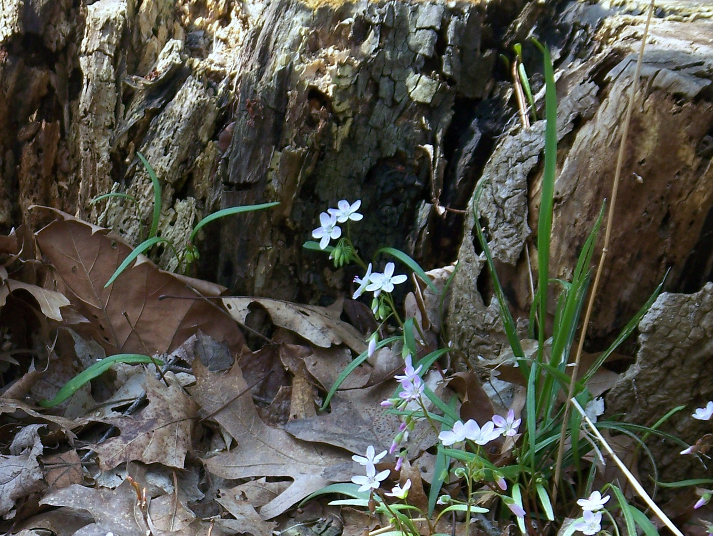 Finely It's Spring In Ohio