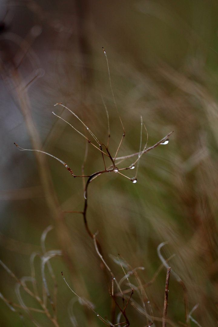 Fines herbes